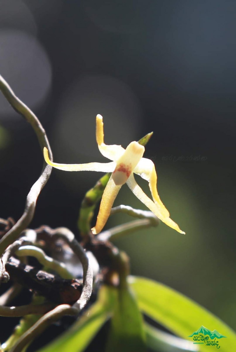 Thrixspermum walkeri Seidenf. & Ormerod